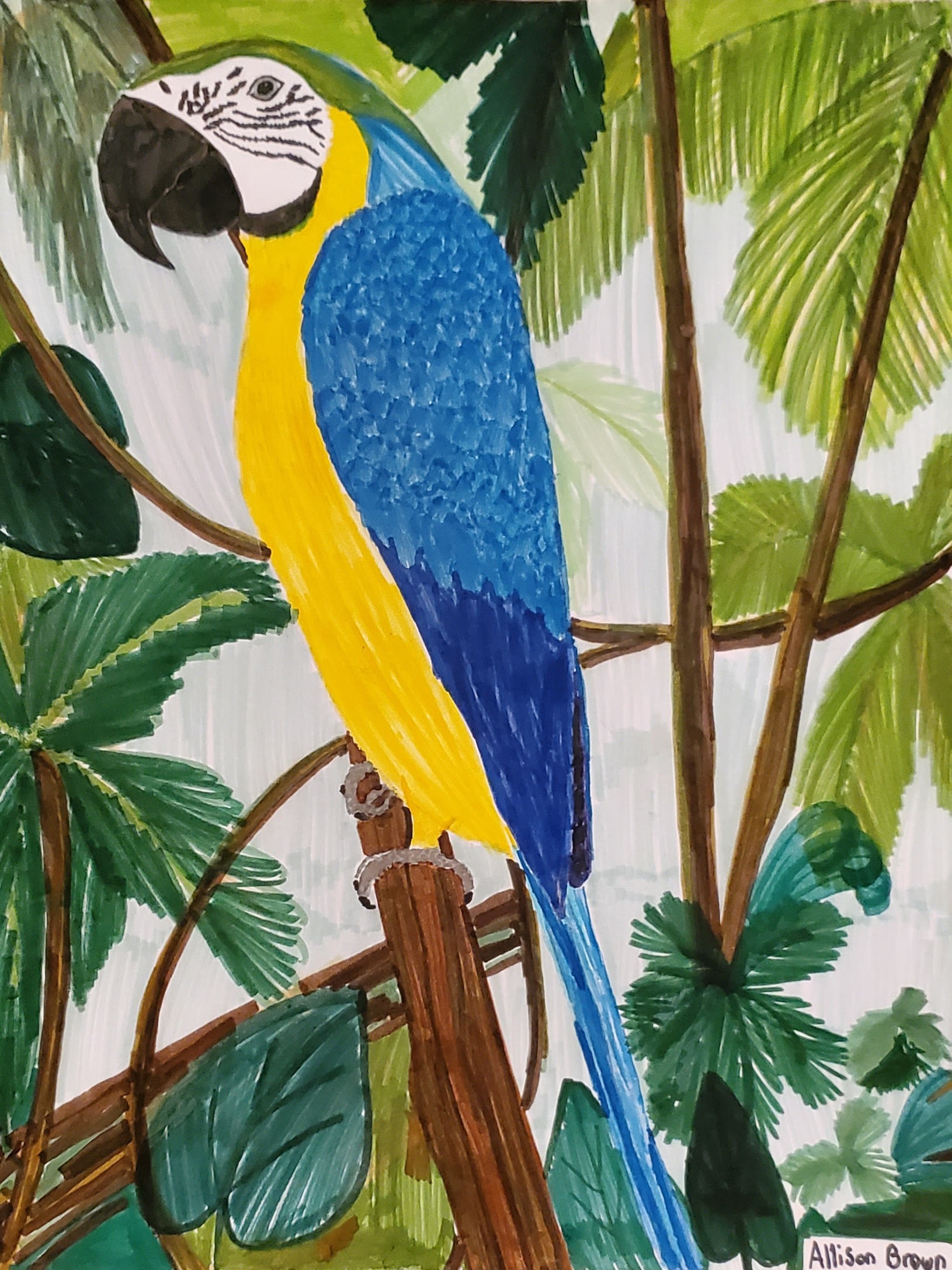 Macaw